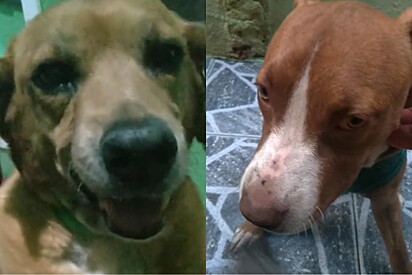 Conheça Laerte, o cachorro caramelo que trouxe um pitbull para casa: Ele é assistente social da comunidade canina.