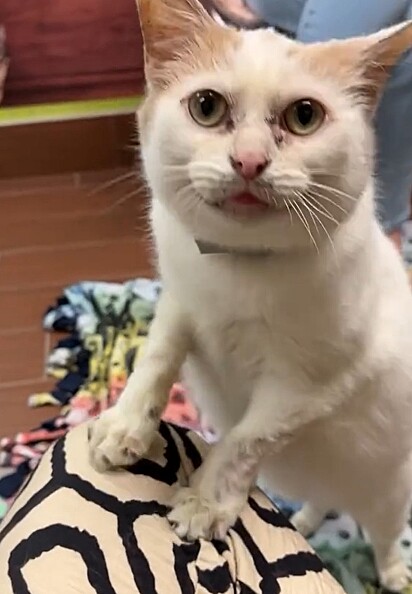Cooper é um gatinho muito carinhoso.
