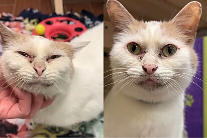 Mesmo sendo carinhoso, gato é rejeitado por um motivo injusto.