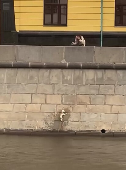 O cachorrinho estava tentando pegar um passarinho.