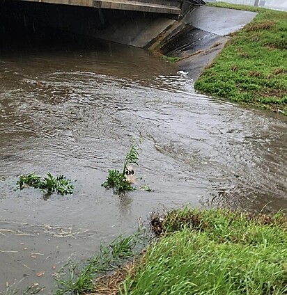 Sozinho, encharcado e tremendo, ele se agarrava em uma planta para não ser levado pela correnteza.