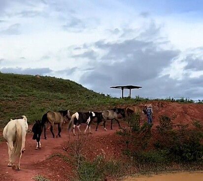As éguas em fila indiana.