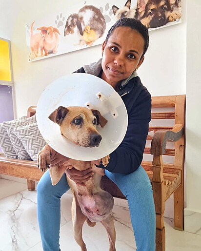 Qualquer pessoa pode ajudar, seja adotando, castrando ou cuidando de um animal de rua.