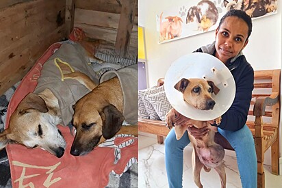 Pancinha Feliz: moça monta restaurante e hotelzinho para animais que vivem nas ruas e beleza encanta.