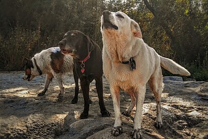 Para um cão, um som pode ser interpretado como um chamado.