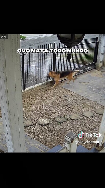 O cão faz a segurança da casa quando estranhos se aproximam.