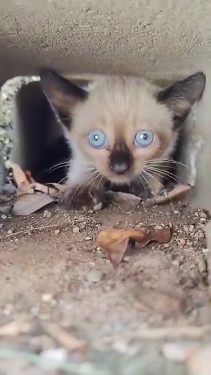 A felina estava presa dentro do muro.