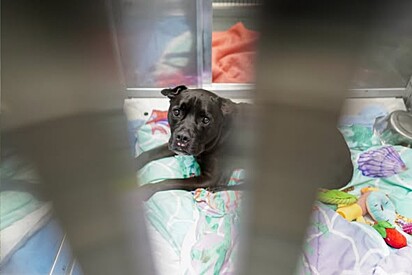 Entregue a abrigo por motivo doloroso, cachorrinha chora dia e noite após perder o único lar que conheceu.