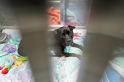 Após ser despejado, o dono tomou a difícil decisão de entregar a cachorrinha aos cuidados de um abrigo de animais.
