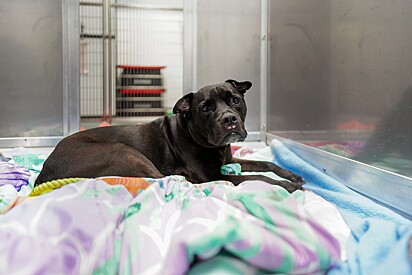 A cachorrinha está em busca de um lar.