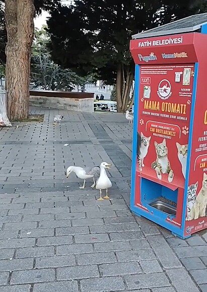 A gaivota estava miando perto de uma estampa de gatos.