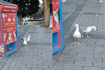 Turista fica atônito ao ver gaivota miando como um gato