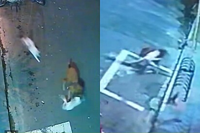 Sem hesitar, gato arrisca a vida para proteger a amiga felina de ataque de cachorro.