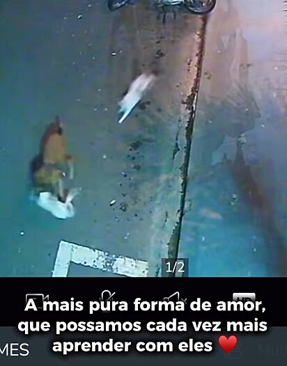 Taurinho não hesitou em socorrer a sua amiga felina.