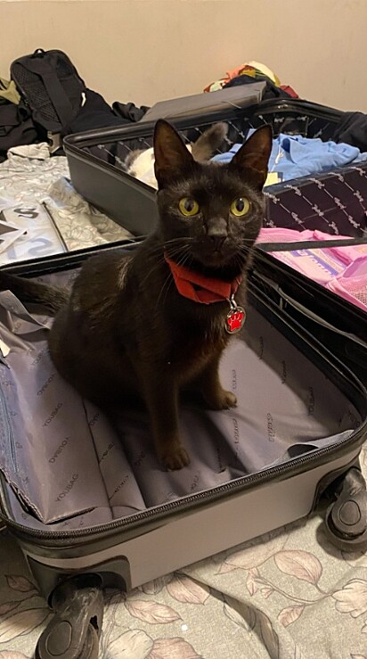 Preocupada, a tutora a levou ao veterinário.