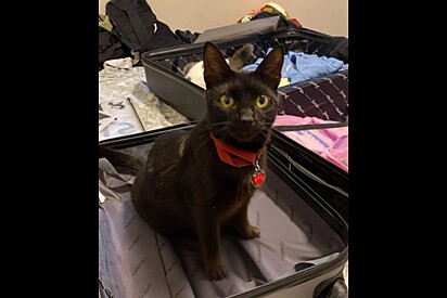 Gata começa a apresentar sintomas estranhos - tutora não esperava por diagnóstico veterinário.