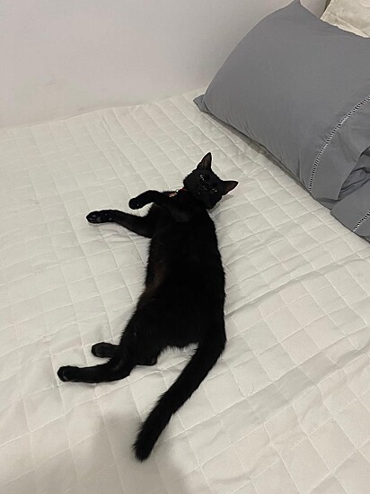 A gata parou de comer e começou a mordê-la. 