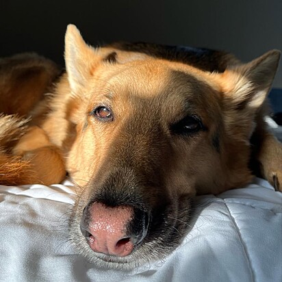 Koda é um pastor alemão de seis anos.