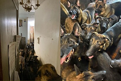 Equipe entra em apartamento e encontra 40 cachorros da raça belga malinois vivendo em situação crítica.