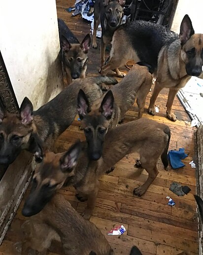 Cerca de 40 cães, entre as raças pastor malinois e pastor alemão, foram resgatados de um apartamento insalubre em Queens, Nova York.