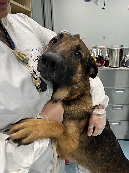 Os cães foram resgatados em condições de abandono e levados para abrigos da região.