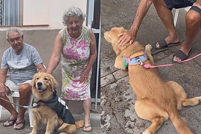 Desde filhote, golden retriever adota casal de idosos vizinhos como seus vovôs e amizade faz sucesso online.