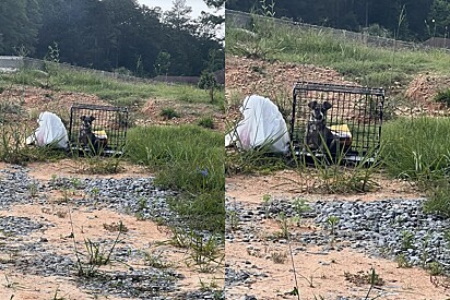 Motorista do Uber freia ao avistar caixa abandonada na estrada com um rostinho triste dentro.