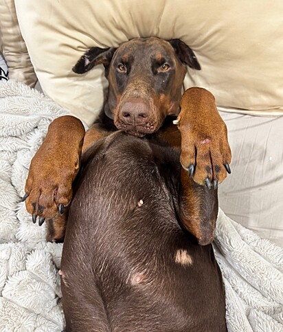 Se o tutor não tiver alergia e o cão for saudável, não há problemas em dividir a cama.