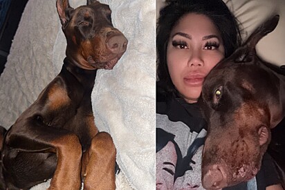 Drako adora dormir na cama dos pais.