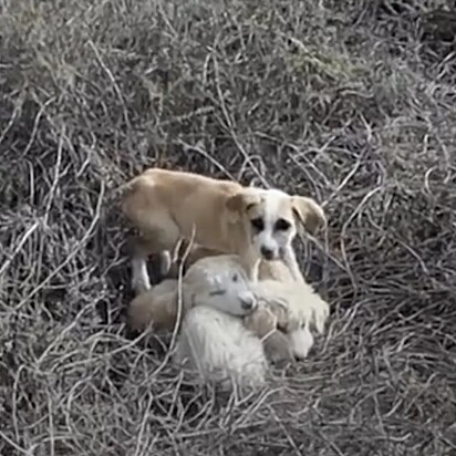 O casal conseguiu resgatar três dos quatro filhotes.