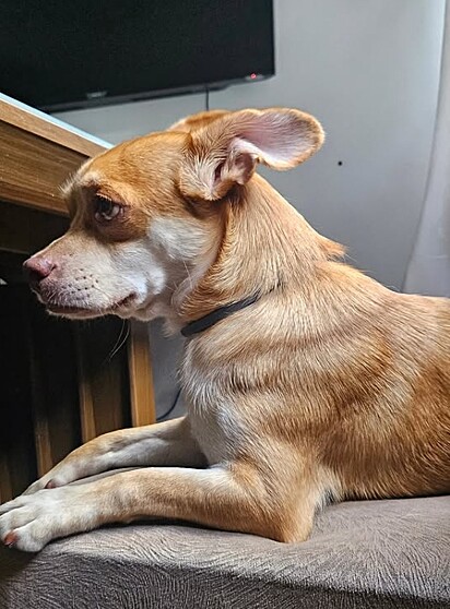 Célio foi resgatado das ruas em péssimas condições.