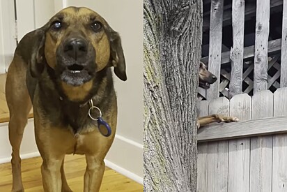 Outros cachorros não conseguem: Cachorra caramelo cria técnica inacreditável para espionar vizinhos.