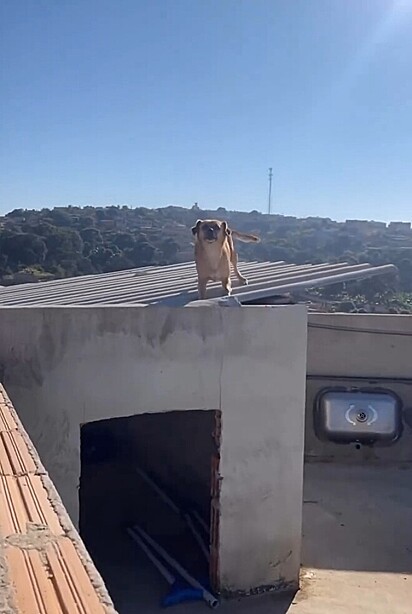 O momento em que ela é flagrada pelo tutor. 