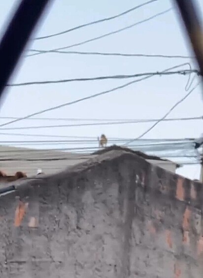 Às 6:23 da manhã, Solange estava no telhado.