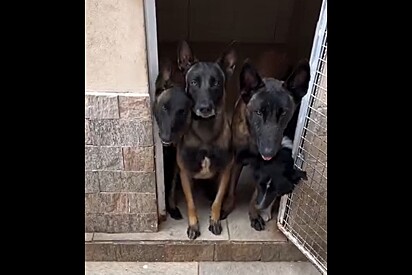 Treinador fazia chamada de cães com cara de mau - até um pet diferente surge do nada e derrete milhares de corações.