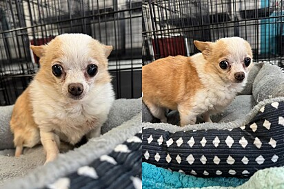 Cachorrinha do tamanho de um hamster, idosa e desdentada está deixando o mundo todo apaixonado.
