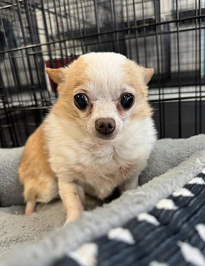 Tink, uma chihuahua idosa.