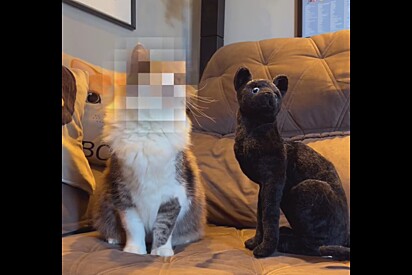 Cachorros e gatos reborn da Shopee.