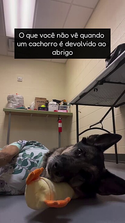 Remington é muito doce e não merecia ser devolvida.