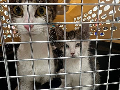 A mamãe felina estava por perto dos filhotes.