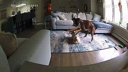 A chegada do outro cão mudou a vida de Yogi.