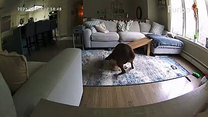 O cão mais velho está doente há muito tempo.