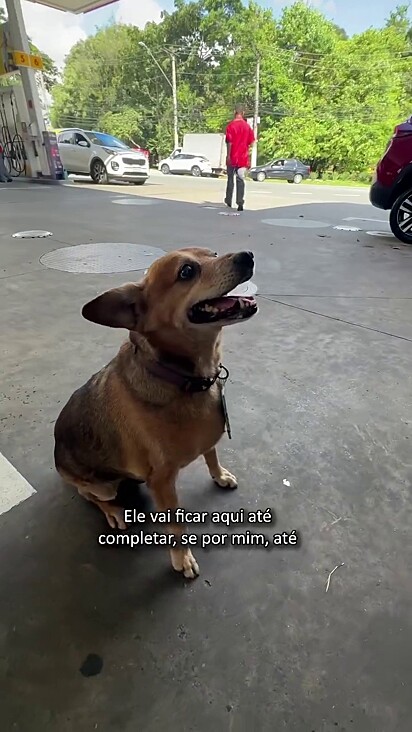 O cão é muito conhecido na região.