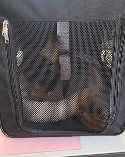 Max foi encontrado dentro de uma caixa de transporte, deixado em frente a uma loja de batatas fritas.