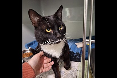 Gato de bigodinho acaba em abrigo de animais junto com bilhete que deixa todo mundo indignado.