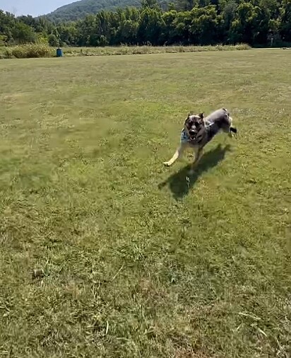 Faith se mostrou uma cachorrinha alegre e amorosa.