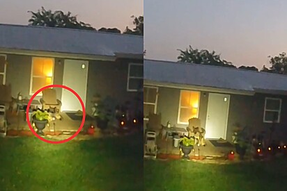 Agentes cercam cachorra pastor alemão considerada agressiva, mas 5 minutos depois descobrem que ela era um amorzinho.