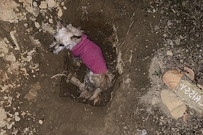 Casal corre ao ouvir gritos de noite - de repente, eles veem um cachorro saindo de uma cova.