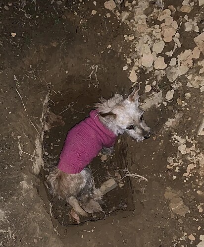 A cachorrinha foi encontrada dentro de sua própria cova.