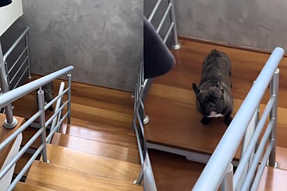 Grita igual um louco: Quem é o cachorro da raça buldogue francês que parece ter saído do CAPS.